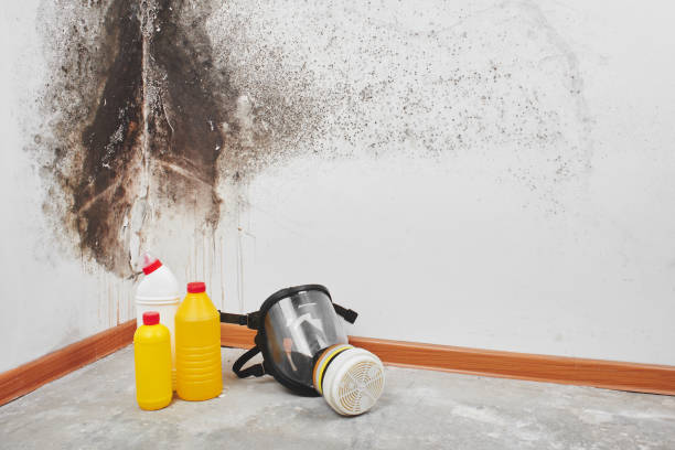 Best Attic Mold Remediation in Columbia, KY