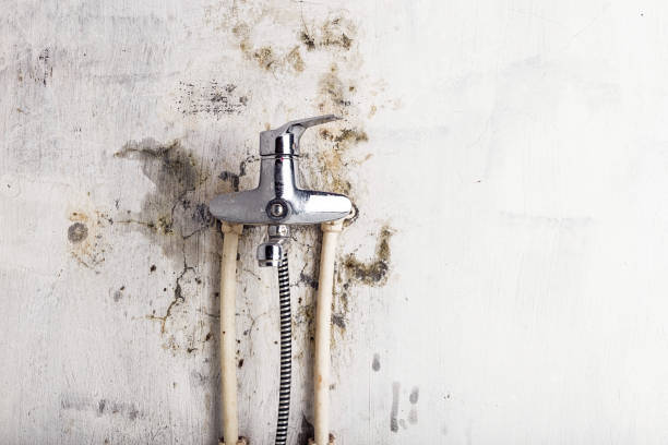 Best Basement Mold Remediation in Columbia, KY