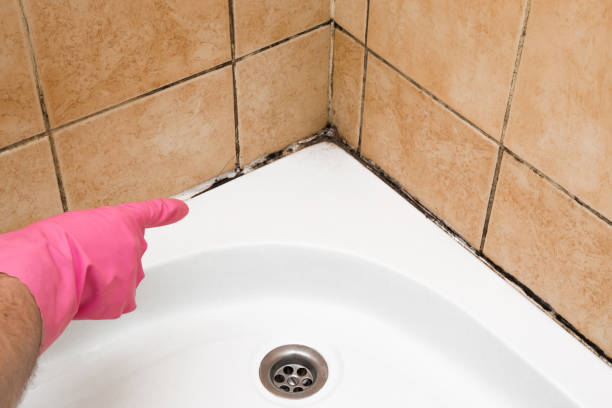 Best Residential Mold Remediation in Columbia, KY